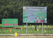 蔬菜种子合作社-浦北县广源无公害蔬菜示范基