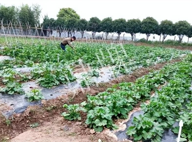 蔬菜种子半岛入口下载
-东 汉 菜 栽 培 技 术